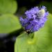 View the image: Purple pollinator