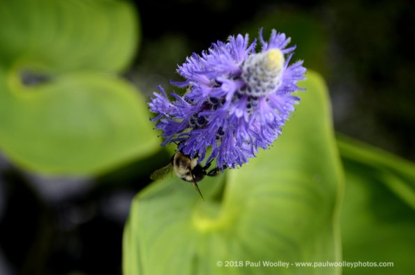 Purple pollinator