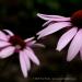 View the image: Pair of Echinacia purple coneflower