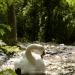 View the image: Swan nesting glade
