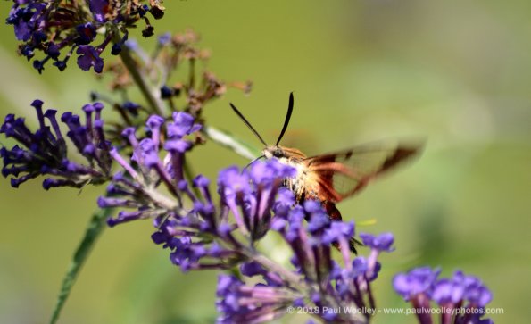 Hummingbird moth feeding and floating