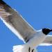 View the image: Laughing gull