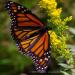 View the image: Monarch on goldenrod