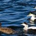 View the image: Common Eiders