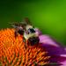 View the image: Bumbly bumble
