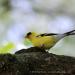 View the image: Goldfinch