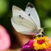 View the image: Cabbage white