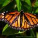 View the image: Monarch resting