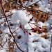 View the image: Berries in the snow.