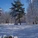 View the image: Snow in the park.