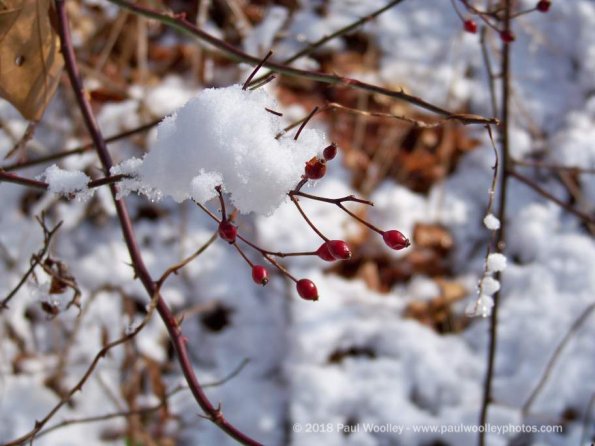 Berries in the snow.