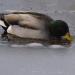 View the image: Ice duck