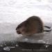 View the image: Muskrat snacking
