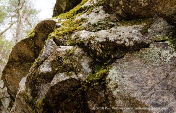 Lichen moss and stone