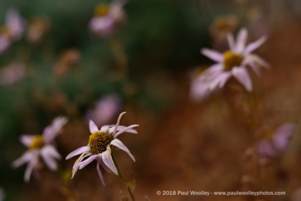 Fading Asters