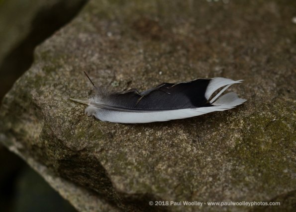 Feather on Stone