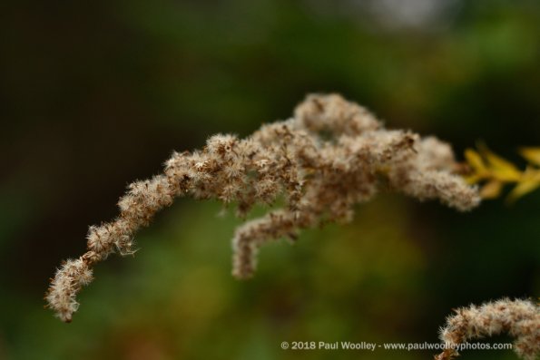 Goldenrod gone to seed