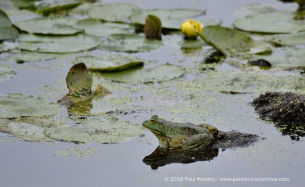 Bullfrog reflection