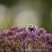 View the image: Bumble and bokeh