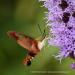 View the image: Hummingbird hawk moth