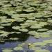 View the image: Pond lilies