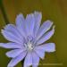 View the image: Chicory detail