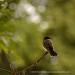 View the image: Eastern Kingbird resting on a branch