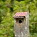 View the image: Home for the birds