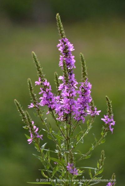 Loosestrife cluster