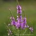 View the image: Loosestrife cluster
