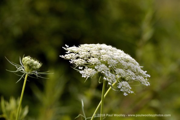 Queen annes lace abounds