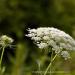 View the image: Queen annes lace abounds