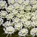 View the image: Queen annes lace macro
