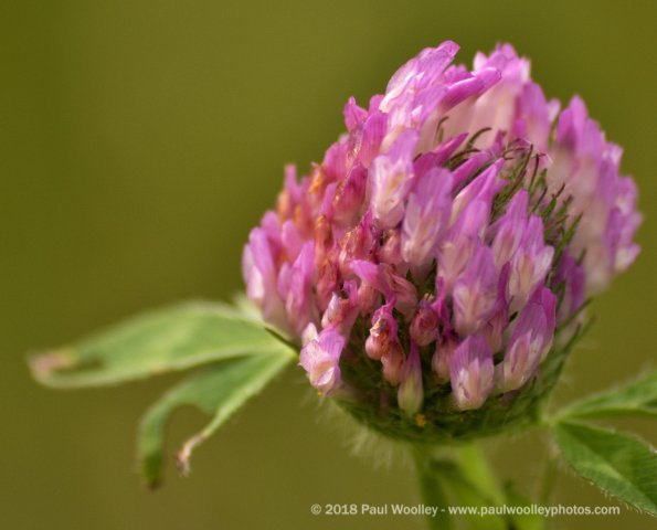 Red clover detail