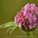 View the image: Red clover detail