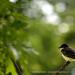 View the image: Resting Eastern Kingbird