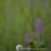 View the image: Buttonbush and loosestrife