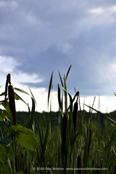 Cattails and clouds