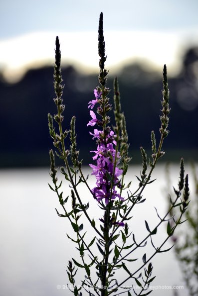 Loosestrife by the lake