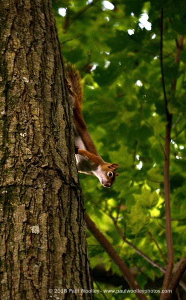 Red squirrel gets cusious