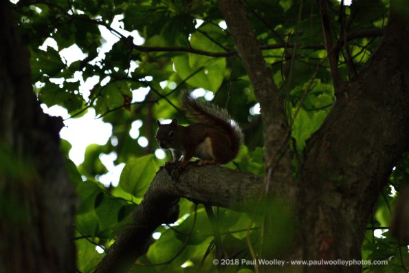 Red squirrel gets interested