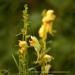 View the image: Wild snapdragons