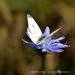 View the image: Chicory with butterfly