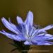View the image: Chicory