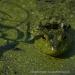 View the image: Froggy camouflage