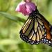 View the image: Monarch feeding
