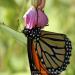 View the image: Monarch hanging on