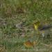 View the image: Pine warbler