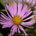 View the image: Pink asters