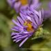 View the image: Purple asters